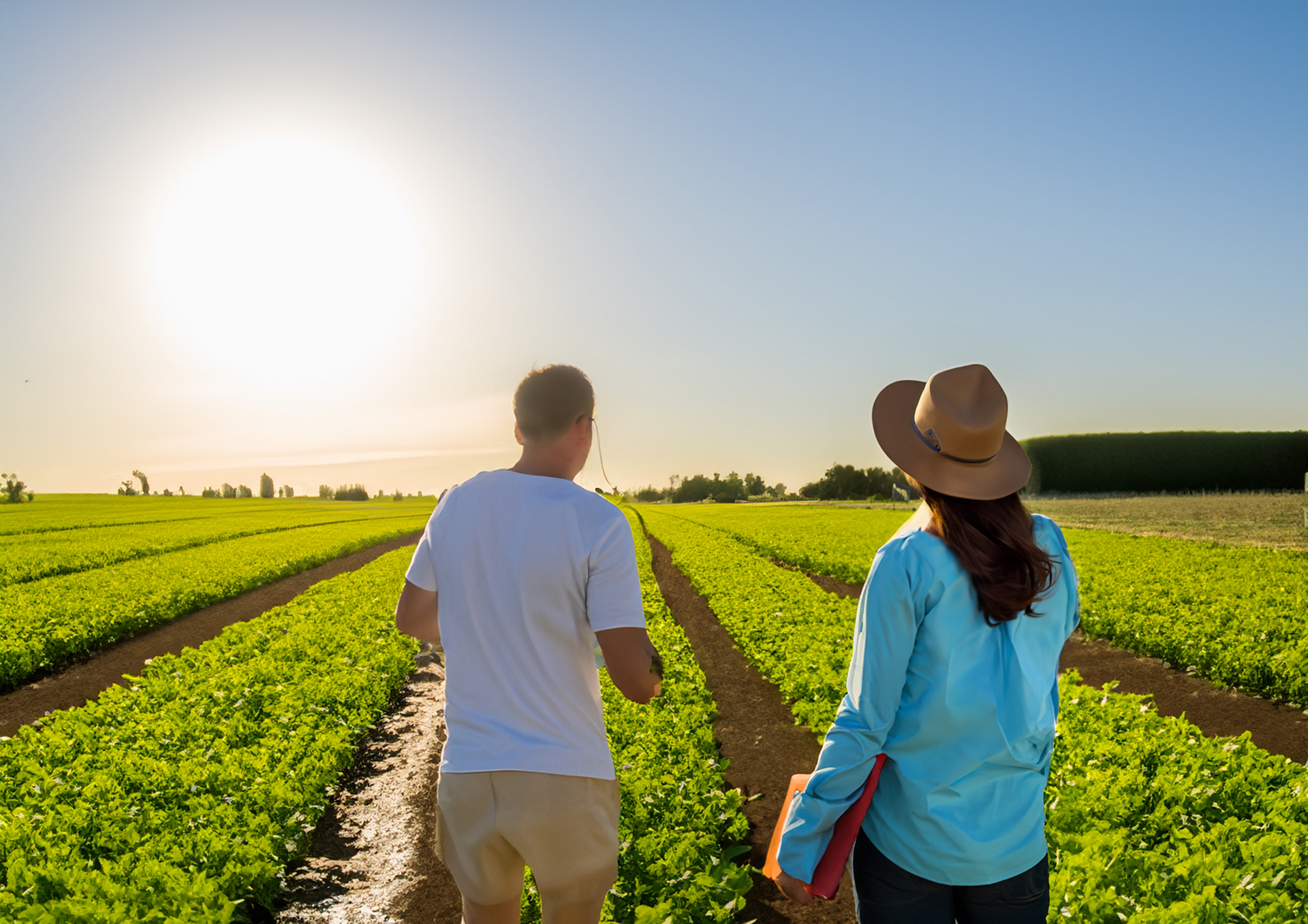 Consultant ingénieur agronome