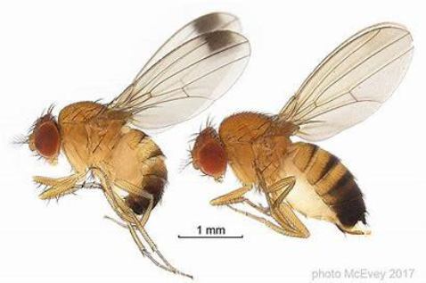 Drosophila suzukii : Enjeux d’un ravageur insidieux